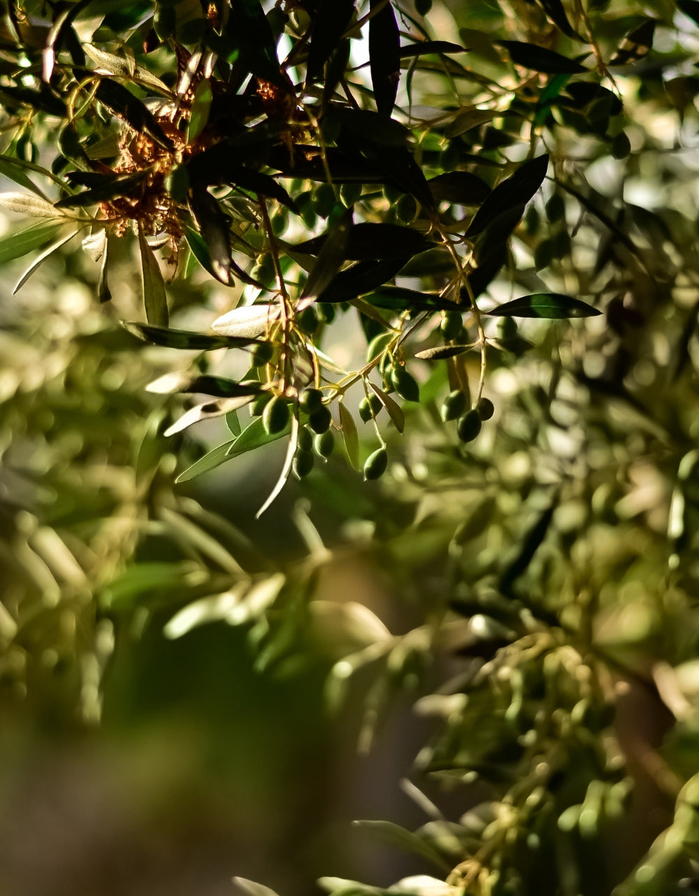 Huile d'Olive Bio extra vierge 2l
