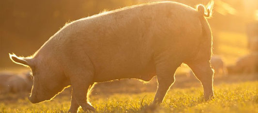  Les régions productrices de jambon espagnol : un tour d’Espagne gourmand