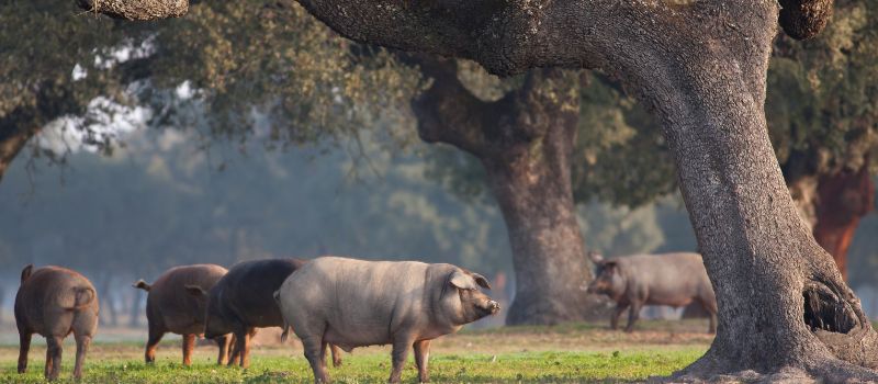 La Dehesa : l’écosystème unique du jambon ibérique Espagnol