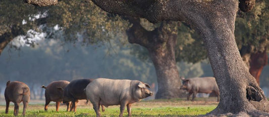 La Dehesa : l’écosystème unique du jambon ibérique Espagnol