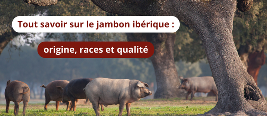 Tout savoir sur le jambon ibérique : origine, races et qualité