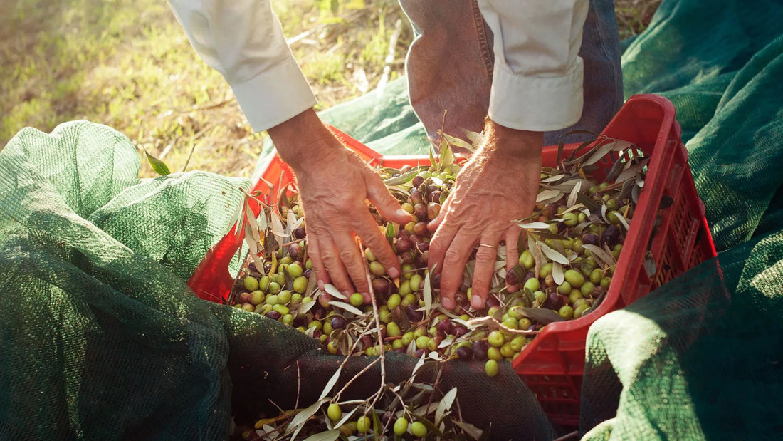 Nouvelle récolte d’huile d’olive 2026 : découvrez l’huile d’olive Bio Arbequina Don Pepe