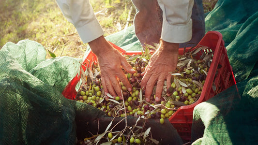 Nouvelle récolte d’huile d’olive 2026 : découvrez l’huile d’olive Bio Arbequina Don Pepe