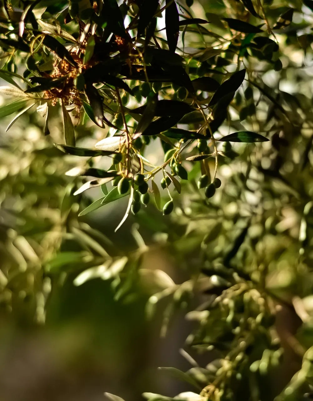 Olive sous le soleil espagnol