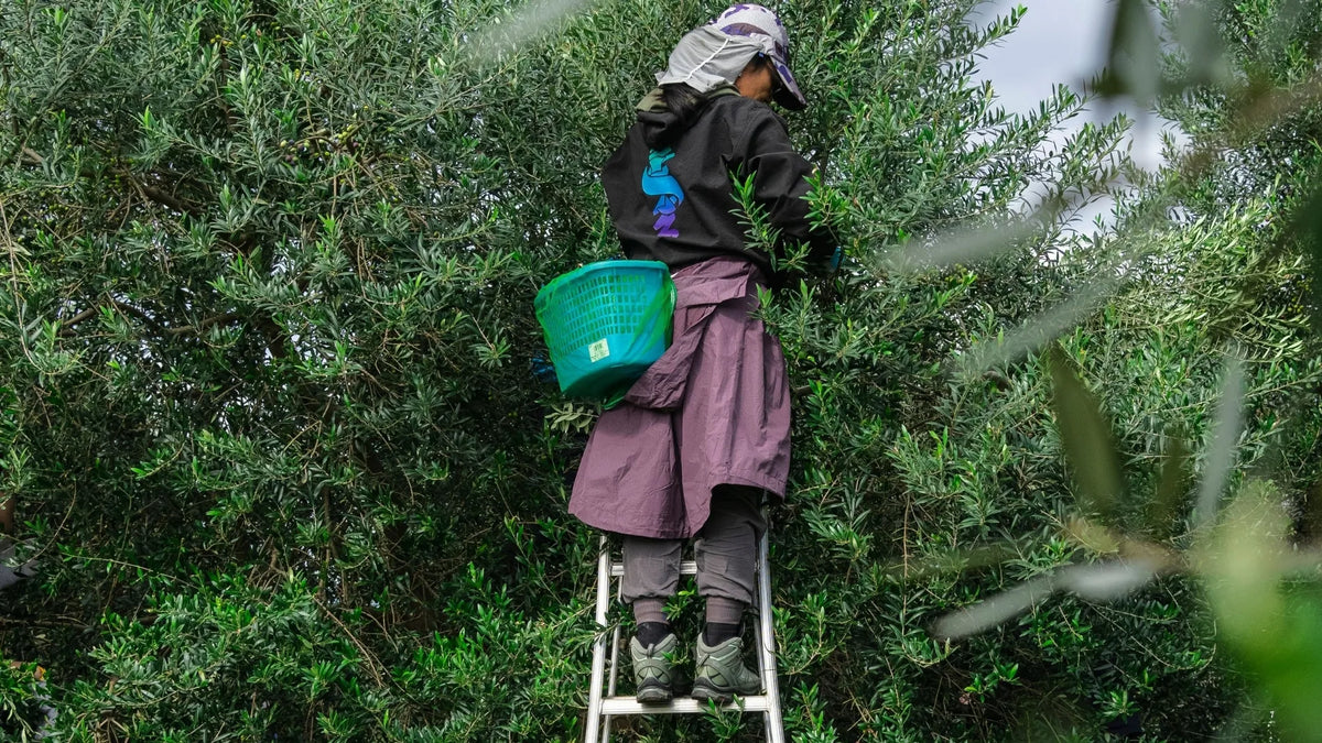 Vendange de nos olives de producteur