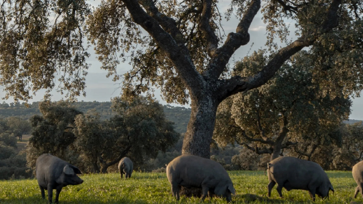 Porc ibérique pendant la montanara en Estremadure