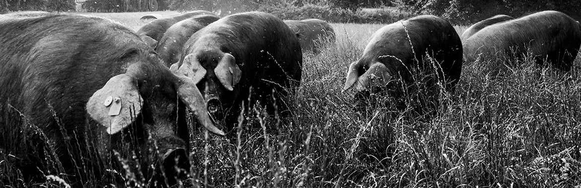 Porc des pyrénéens AOP Noir de Bigorre