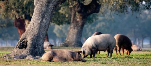 Comprendre les différentes gammes de jambon espagnol chez Donpepe.fr