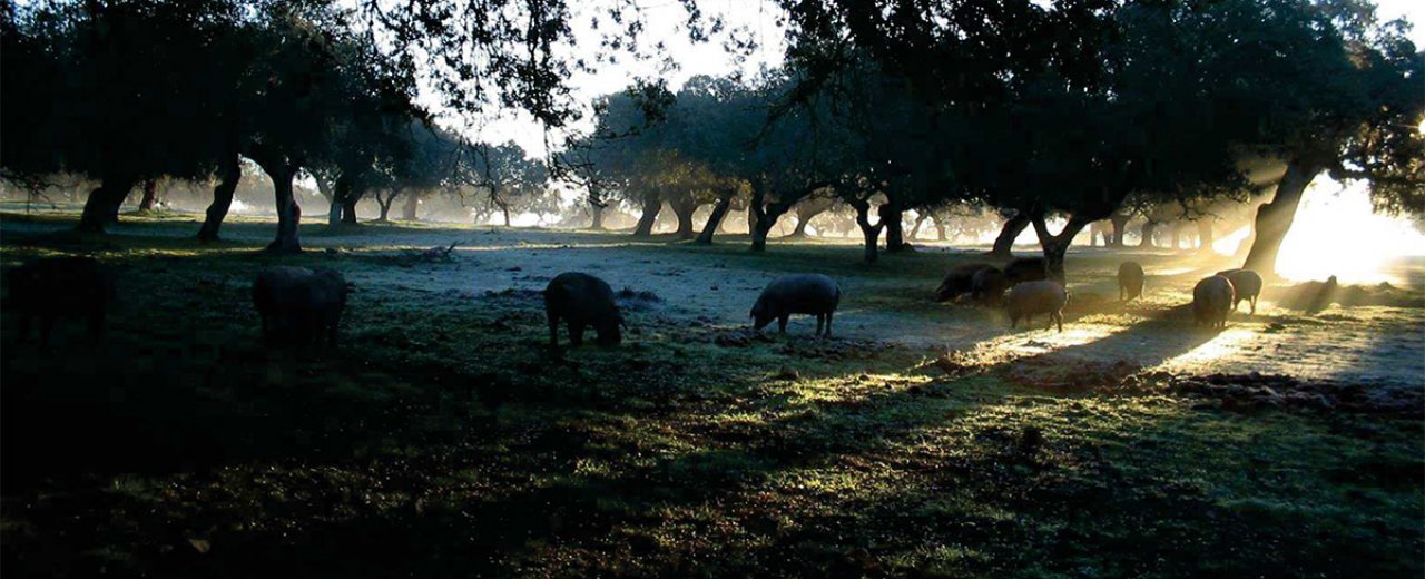 cochons ibériques Pata Negra en liberté