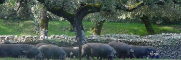 Le jambon et les différentes races de porc