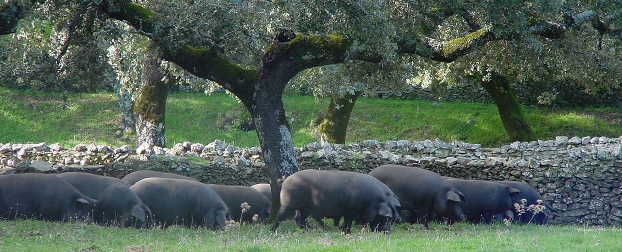 Le jambon et les différentes races de porc